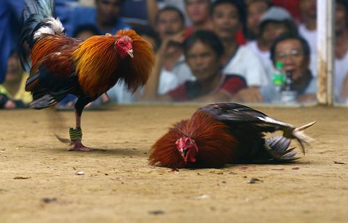 Panduan lengkap cara bermain taruhan sabung ayam online Wala Meron.
