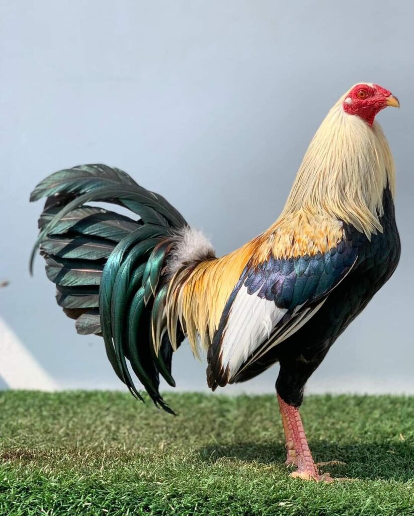 Ayam Filipina