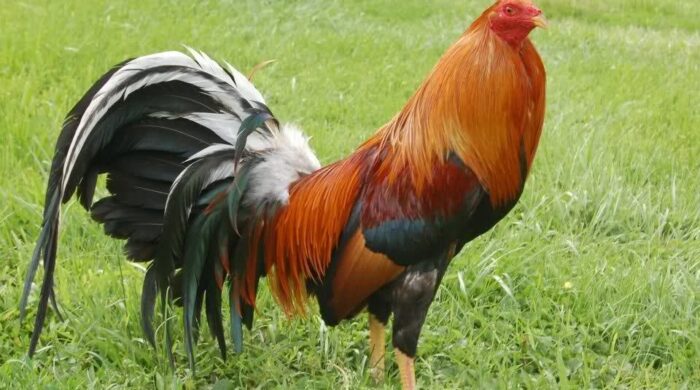 Peternak Ayam filipines