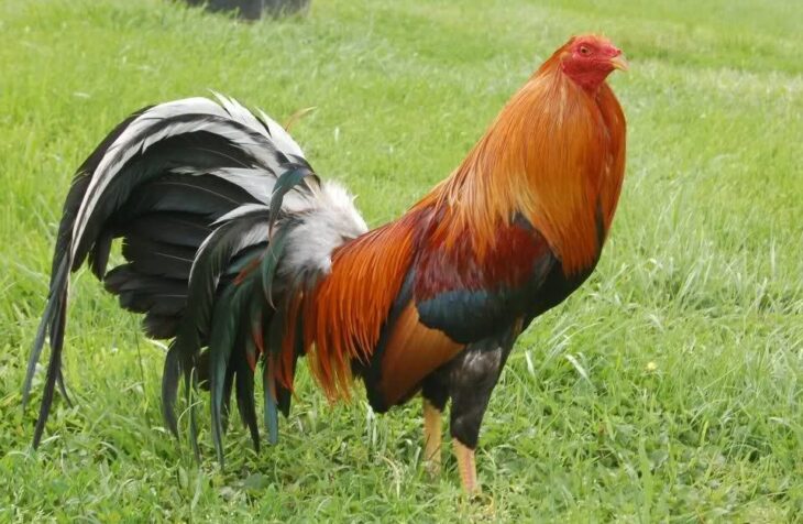 Peternak Ayam filipines
