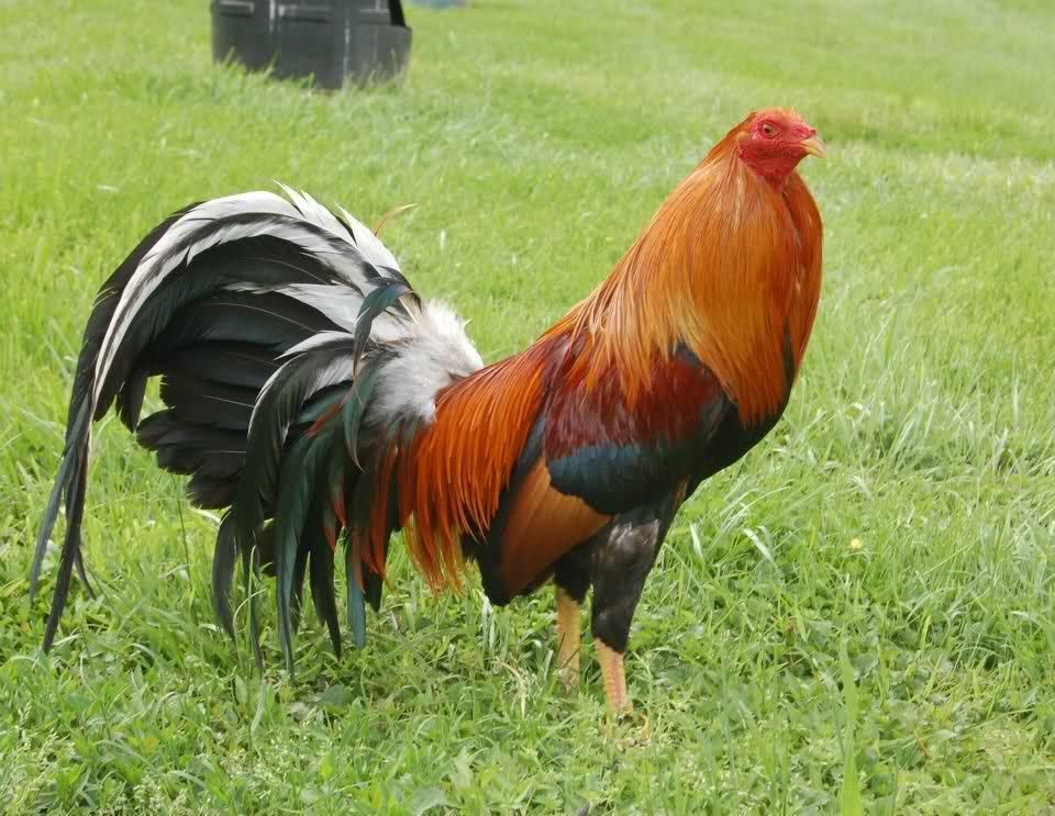 Peternak Ayam filipines