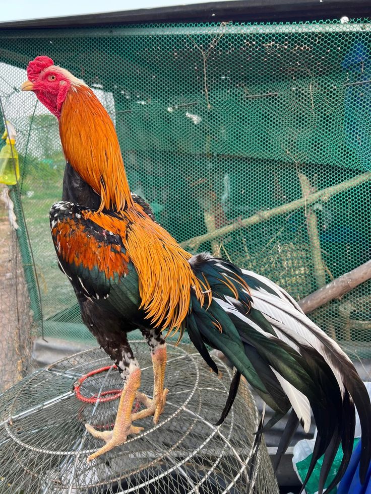 Merawat ayam agar juara