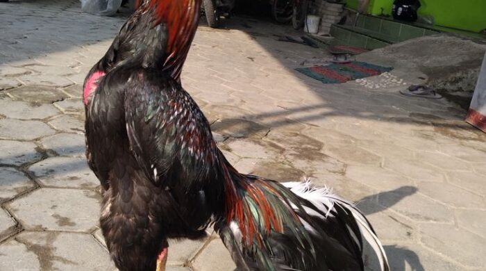 Mandikan ayam