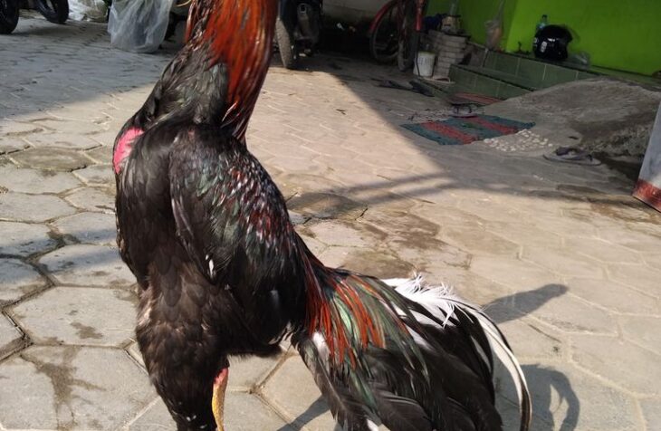 Mandikan ayam