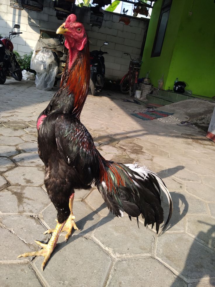 Mandikan ayam