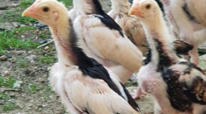 Bibit ayam berkualitas