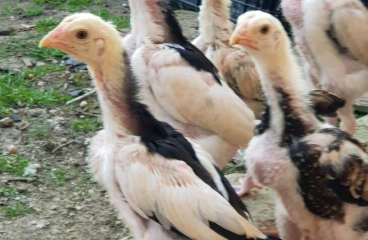 Bibit ayam berkualitas