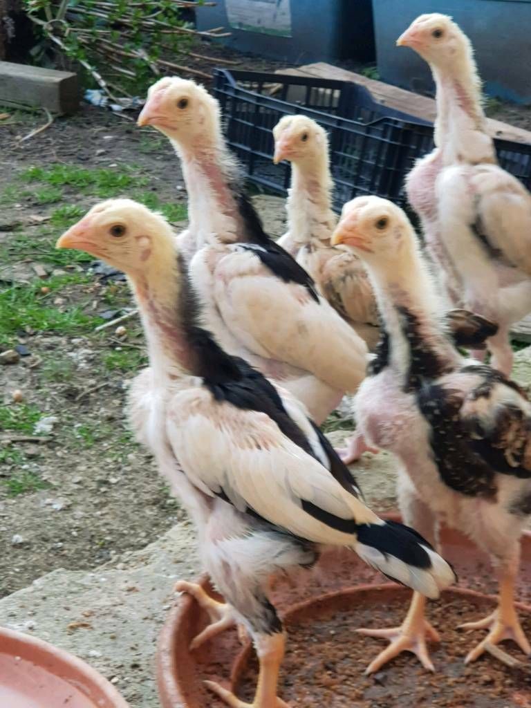 Bibit ayam berkualitas