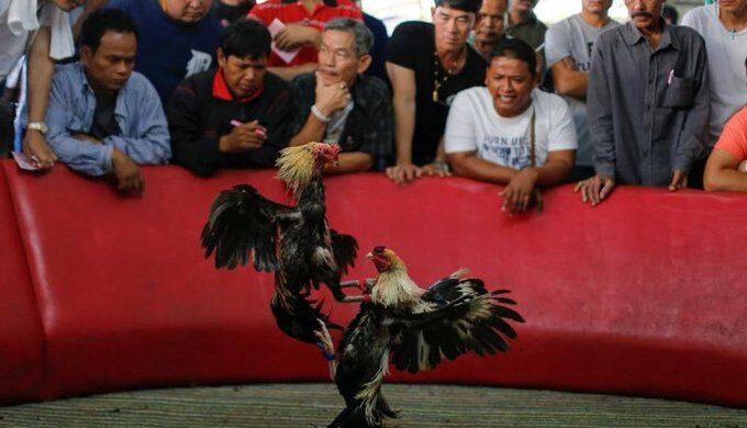 filosofi sabung ayam online Wala dan Meron.