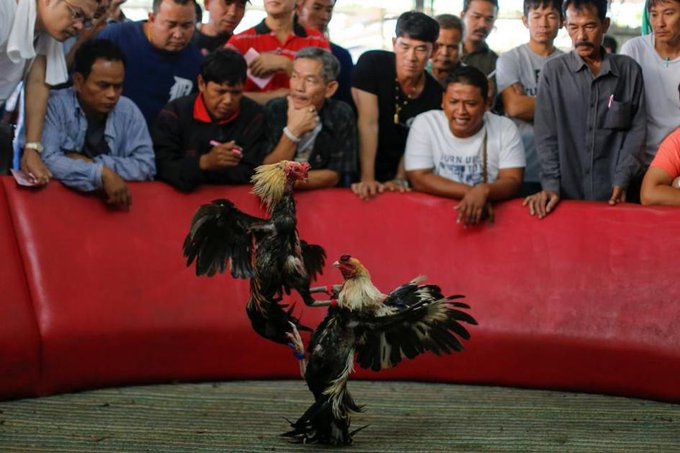 filosofi sabung ayam online Wala dan Meron.