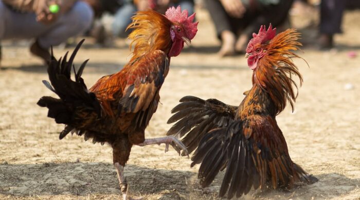 Arena sabung ayam