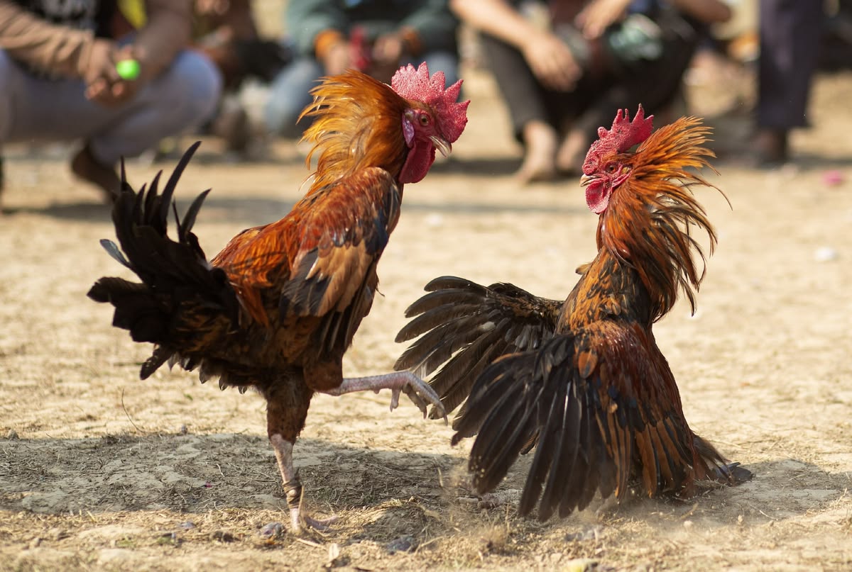 Arena sabung ayam