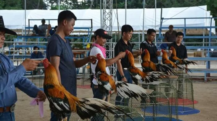 Komunitas Ayam
