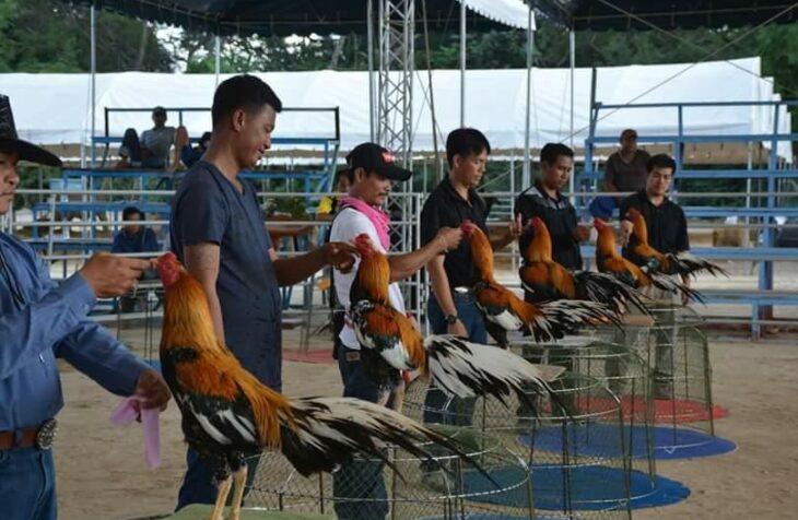 Komunitas Ayam