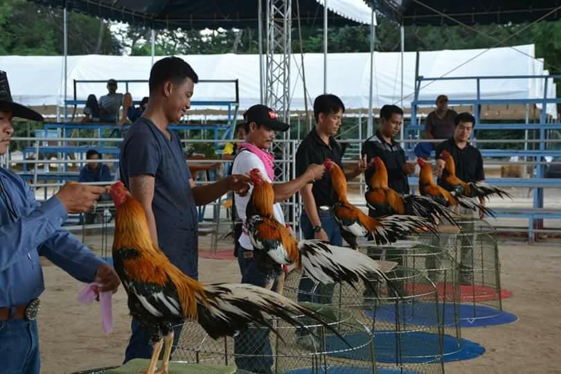 Komunitas Ayam
