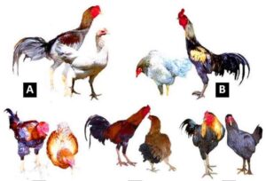 Jenis Ayam Lokal Indonesia