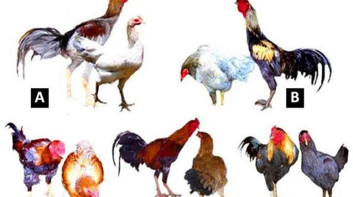 Jenis Ayam Lokal Indonesia