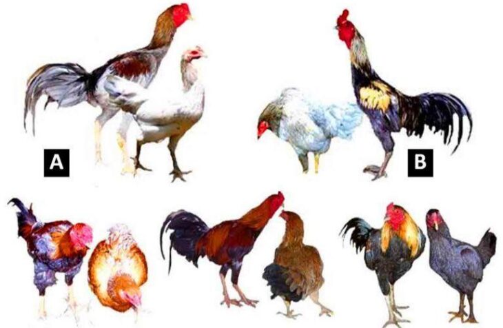 Jenis Ayam Lokal Indonesia